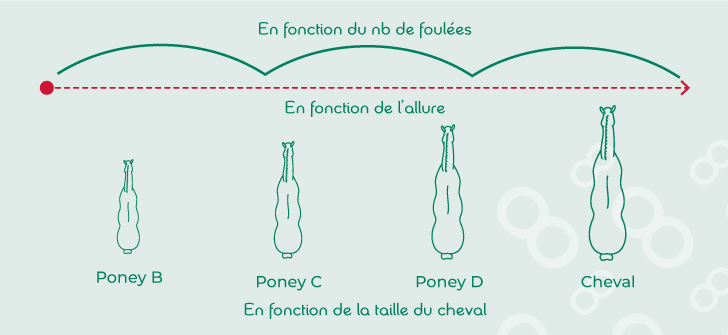 Amplitude d'une foulée selon l'allure