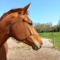 Léia 🐴