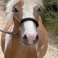 Ponyland
