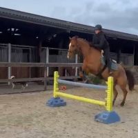 Valentine the equestrian 