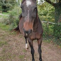 Rosalie 20