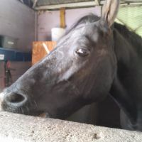 Manu