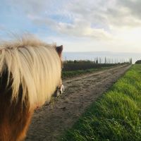 des poneys cingles 