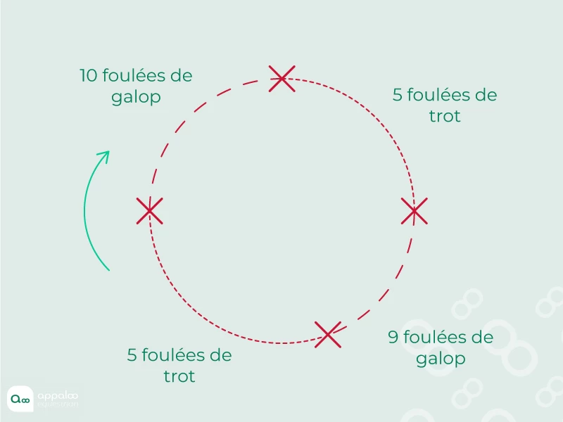 Transitions-galop-trot-sur-le-cercle.jpg
