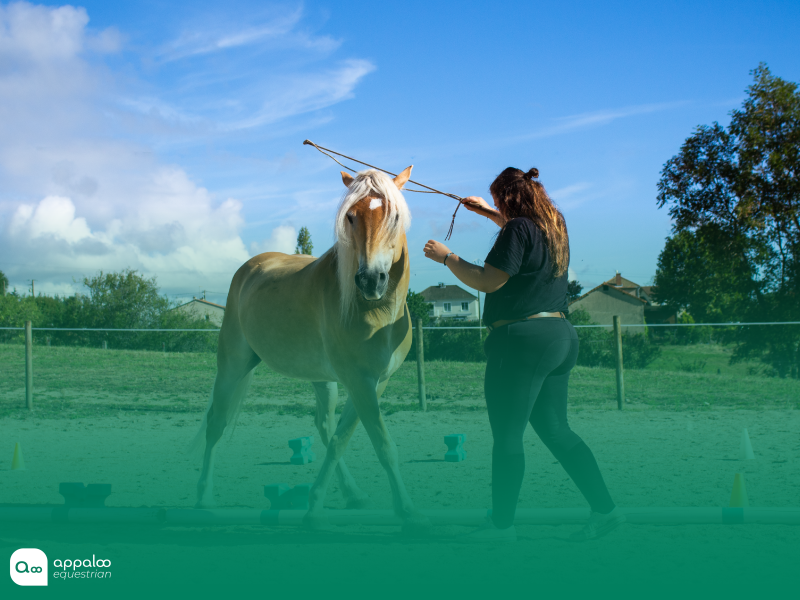 5 exercices de travail à pied pour renforcer la connexion et la confiance avec son cheval