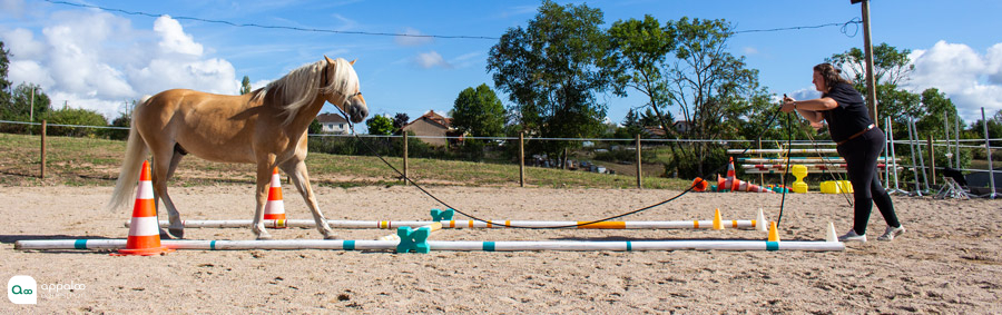 Travail à pied avec son cheval